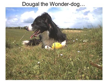 Dougal the Wonder-dog…. …with Hamish and his herd of friends explains …