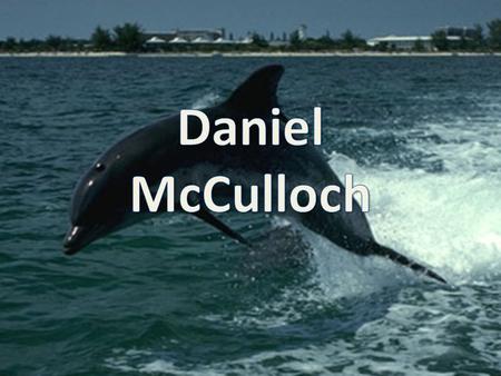 Daniel McCulloch is an underwater photographer, he mainly takes pictures of dolphins. But he also photographs underwater animals, babies and children,