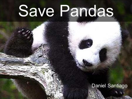 Daniel Santiago Save Pandas. GIANT PANDA The giant panda is a mammal that is classified in the bear family The panda is an endagered species from China.