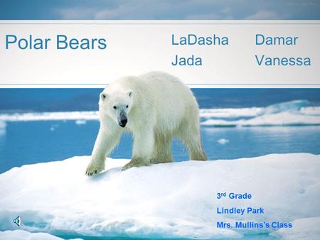 Polar Bears LaDasha Damar Jada Vanessa 3 rd Grade Lindley Park Mrs. Mullins’s Class.