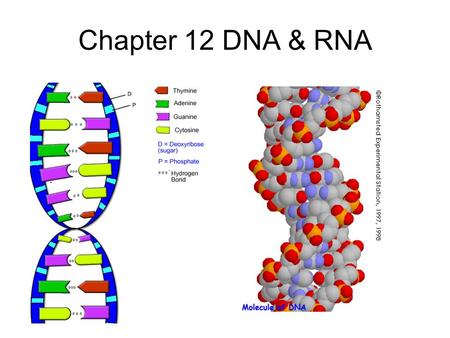 Chapter 12 DNA & RNA DNA’s Structure Purines: A & G - small name big molecule Pyrimadines: T & C - big name small molecule Monomer = building block One.