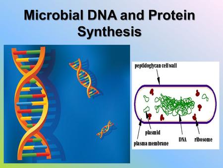 I. History of DNA A. Friedrich Miescher 1. Identified DNA in the nucleus of white blood cells in 1871 2. It was a sugary, phosphate-rich chemical which.