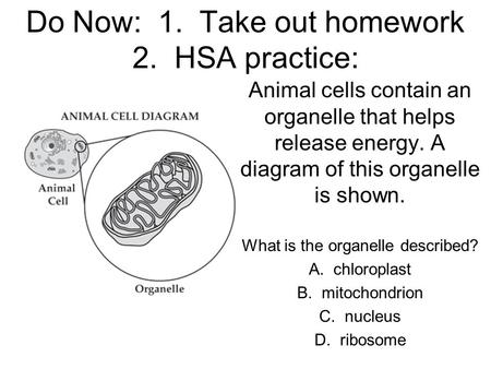 Do Now: 1. Take out homework 2. HSA practice: Animal cells contain an organelle that helps release energy. A diagram of this organelle is shown. What is.