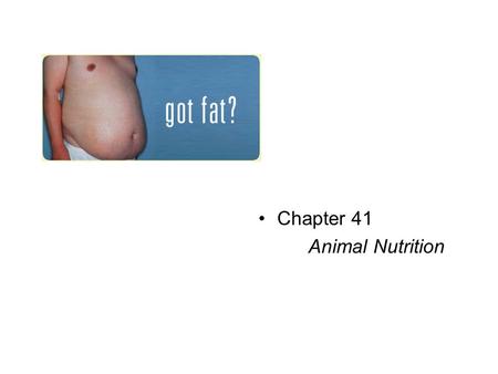 Chapter 41 Animal Nutrition. Nutritional requirements Undernourishment: caloric deficiency Overnourishment (obesity): excessive food intake Malnourishment: