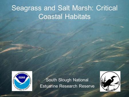 Seagrass and Salt Marsh: Critical Coastal Habitats