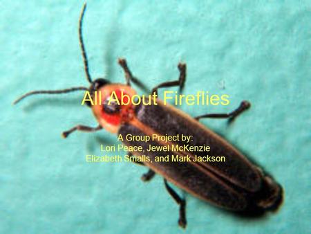 All About Fireflies A Group Project by: Lori Peace, Jewel McKenzie Elizabeth Smalls, and Mark Jackson.