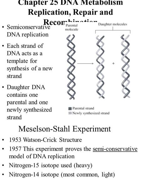 Chapter 25 DNA Metabolism Replication, Repair and Recombination Semiconservative DNA replication Each strand of DNA acts as a template for synthesis of.