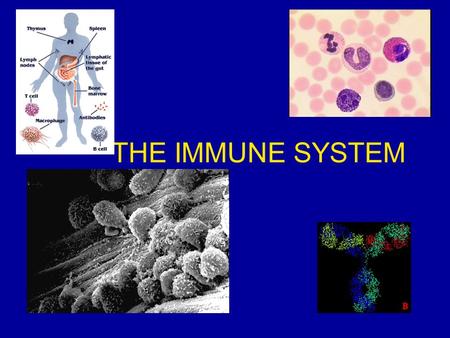 THE IMMUNE SYSTEM.