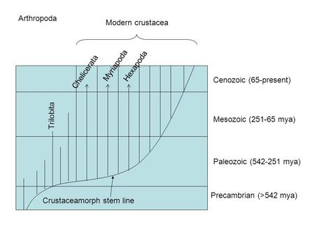 Crustaceamorph stem line Precambrian (>542 mya) Paleozoic (542-251 mya) Mesozoic (251-65 mya) Cenozoic (65-present) Trilobita Chelicerata Myriapoda Hexapoda.