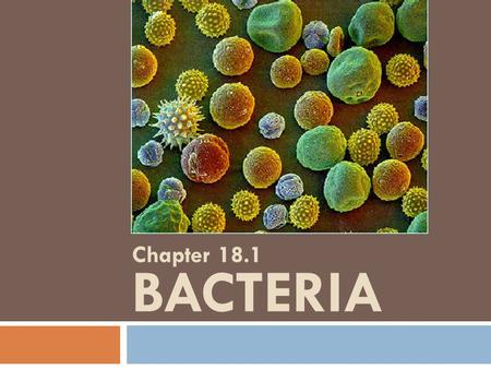 Chapter 18.1 Bacteria.