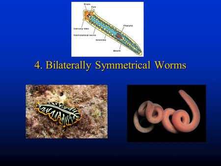 4. Bilaterally Symmetrical Worms. Marine worms, and organisms hereafter, kick it up a notch exhibiting bilateral symmetry (just like humans).Marine worms,