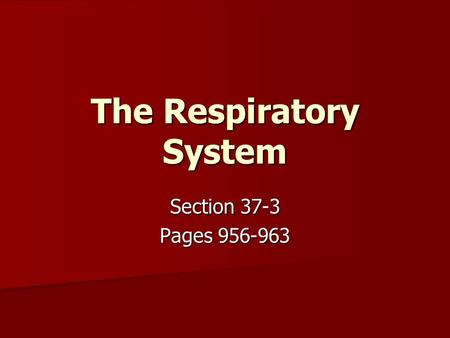 The Respiratory System