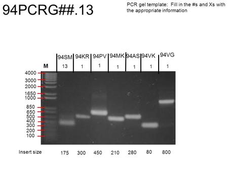 94VG 175 300 Insert size M 94PCRG##.13 450 210 280 80 800 13 1 1 11 1 1 PCR gel template: Fill in the #s and Xs with the appropriate information 650 1000.