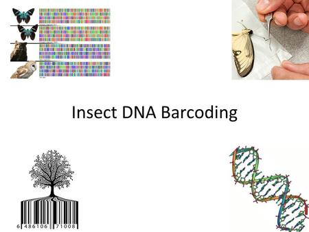 Insect DNA Barcoding. Agenda DNA Bug Barcoding at FLCC Finger Lakes Invertebrate Biodiversity Study (FLIBS) Introduction to Biology (for majors), Research.