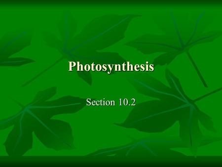 Photosynthesis Section 10.2. Leaf structure Pigments and Sunlight Chlorophyll reflects green and some blue and yellow light while it absorbs the energy.