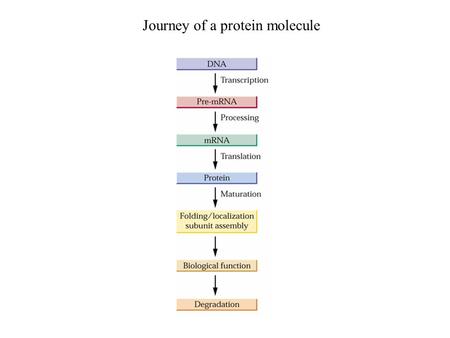 Journey of a protein molecule. I: A protein is born 1.Translation 1) What is translation?