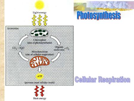 Stage 1: Trap energy from Sunlight. Absorb certain wavelengths of light while reflecting others.