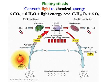 Converts light to chemical energy