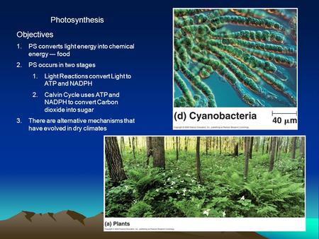 Photosynthesis Objectives 1.PS converts light energy into chemical energy --- food 2.PS occurs in two stages 1.Light Reactions convert Light to ATP and.