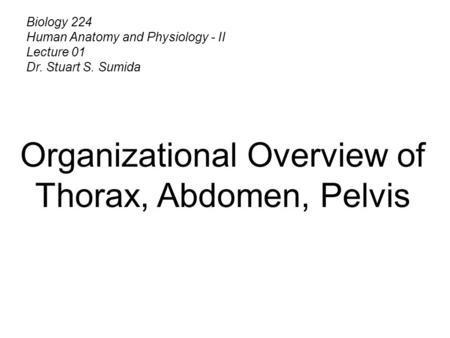 Biology 224 Human Anatomy and Physiology - II Lecture 01 Dr. Stuart S. Sumida Organizational Overview of Thorax, Abdomen, Pelvis.