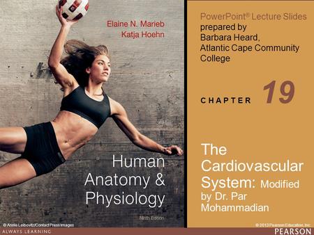 19 The Cardiovascular System: Modified by Dr. Par Mohammadian.