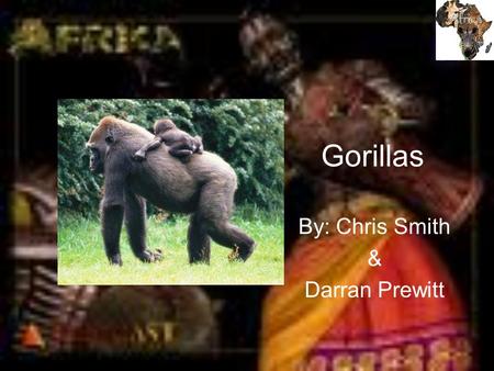 Gorillas By: Chris Smith & Darran Prewitt. Description The gorilla is a heavily built primate and is the largest of the living apes. Gorillas have a characteristic.