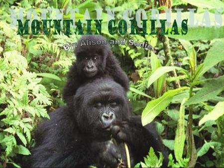 Mountain Gorillas By: Alison and Sadie.