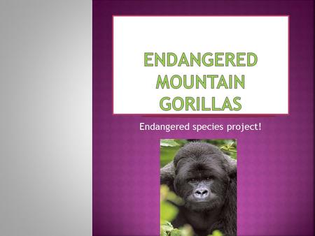 Endangered species project!. The Mountain Gorilla is a large animal. It has a large trunk with a thick chest, large head, long arms and short stubby legs.