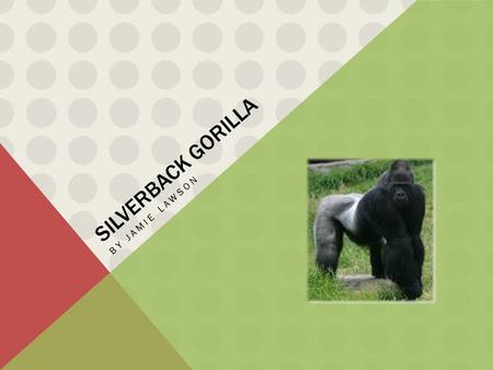 SILVERBACK GORILLA BY JAMIE LAWSON. WHAT IS A SILVERBACK GORILLA A silverback gorilla is a really strong and muscly gorilla which is also commonly known.