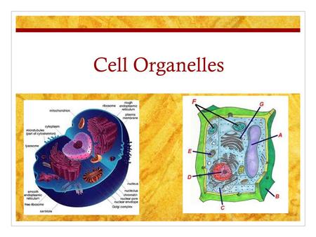 Cell Organelles. Unicellular ColonialMulticellular The different levels of cellular organization include: