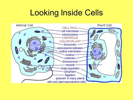 Looking Inside Cells.