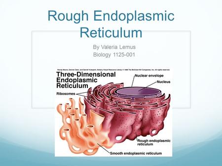 Rough Endoplasmic Reticulum By Valeria Lemus Biology 1125-001.