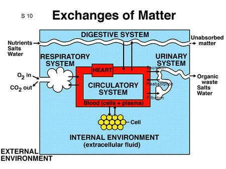 S S 10 Secretion Reabsorption Filtration.