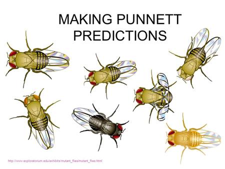 MAKING PUNNETT PREDICTIONS