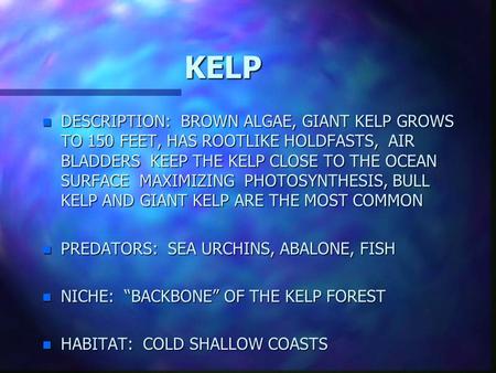 KELP n DESCRIPTION: BROWN ALGAE, GIANT KELP GROWS TO 150 FEET, HAS ROOTLIKE HOLDFASTS, AIR BLADDERS KEEP THE KELP CLOSE TO THE OCEAN SURFACE MAXIMIZING.