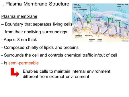 I. Plasma Membrane Structure Plasma membrane – Boundary that separates living cells from their nonliving surroundings. - Apprx. 8 nm thick - Composed chiefly.