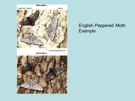 English Peppered Moth Example. Before industrial revolution After industrial revolution English Peppered Moth Example.