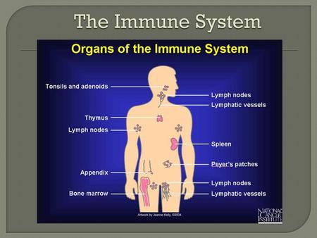 The Immune System.