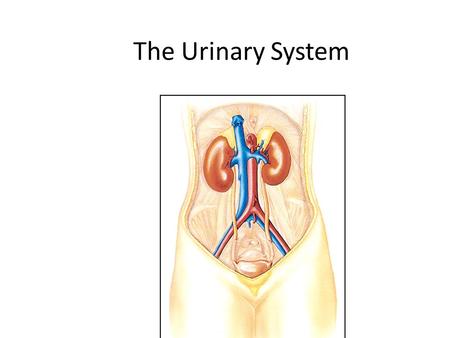 The Urinary System. Kidneys, ureters, urinary bladder & urethra Urine flows from each kidney, down its ureter to the bladder and to the outside via the.