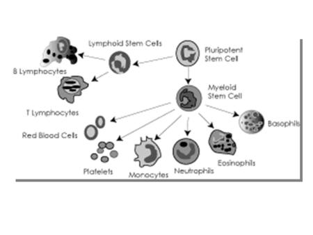 Donated stem cells come from the following sources: Bone Marrow Peripheral Blood Stem Cells Umbilical Cord Blood Bone marrow is rich in stem cells and.