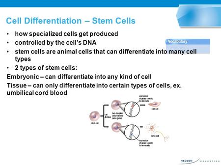 Cell Differentiation – Stem Cells how specialized cells get produced controlled by the cell’s DNA stem cells are animal cells that can differentiate into.