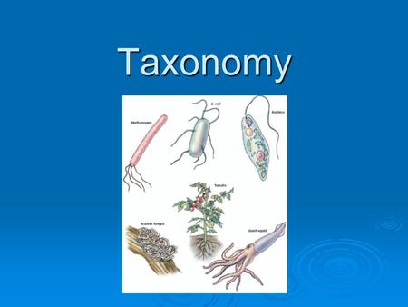 Taxonomy.