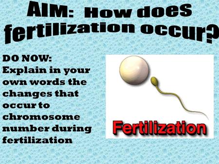 DO NOW: Explain in your own words the changes that occur to chromosome number during fertilization.