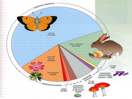 Classification Taxonomy naming system for the organization of life. – Grouping or categorizing based on similarities Modern classification began with.