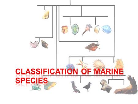 World is so diverse Classification  The grouping of information or objects based on similarities  We classify things all the time (creates order) 