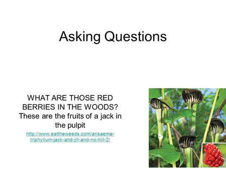 Asking Questions WHAT ARE THOSE RED BERRIES IN THE WOODS? These are the fruits of a jack in the pulpit  triphyllum-jack-and-jill-and-no-hill-2/