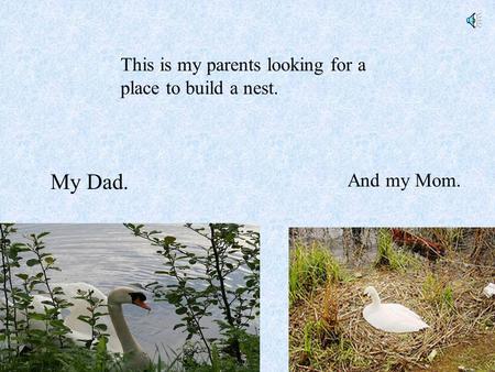 This is my parents looking for a place to build a nest. My Dad. And my Mom.