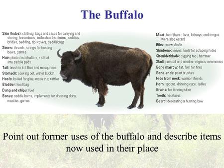 The Buffalo Point out former uses of the buffalo and describe items now used in their place.