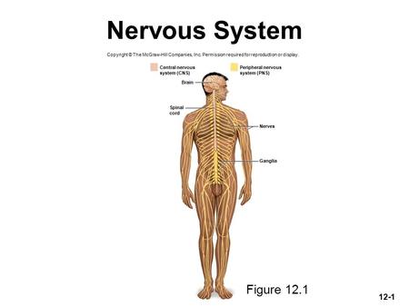 12-1 Nervous System Copyright © The McGraw-Hill Companies, Inc. Permission required for reproduction or display. Brain Nerves Ganglia Peripheral nervous.