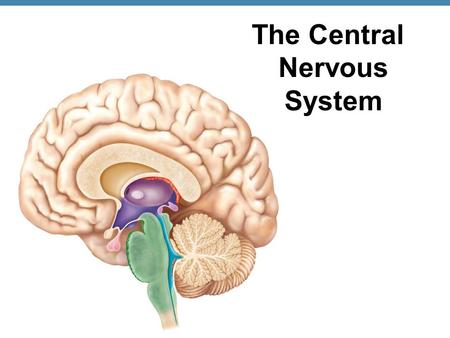 The Central Nervous System